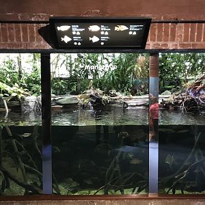 Aquarium - Mangroves exhibit 261018