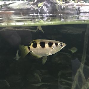 Aquarium - Archerfish 261018
