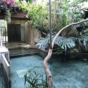 Pygmy hippopotamus indoors 261018