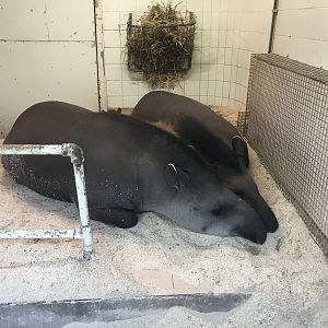 Zona Brazil - Capybara in South American tapir sandwich 261018