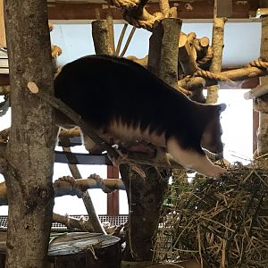 Goodfellow's tree kangaroo 261018