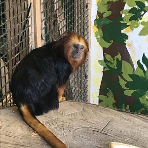 Golden-headed lion tamarin 261018