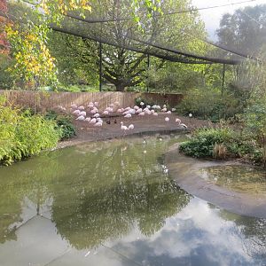 Greater flamingos 261018