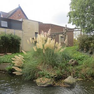 Gorilla outdoors 261018