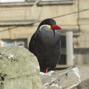 Inca tern 261018