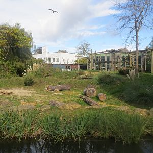 Gorilla outdoors 261018