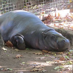 Pygmy hippopotamus 261018