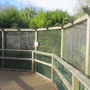 Zona Brazil - aviary 261018