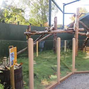 Tree kangaroo outdoors 261018