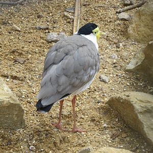 Masked plover 261018
