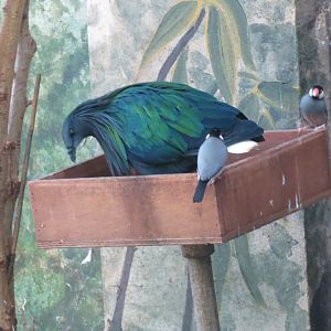 Forest of Birds - Nicobar pigeon and Java sparrows 261018