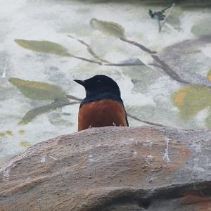 Forest of Birds - White-rumped shama 261018