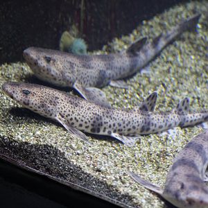 Small-Spotted Catshark