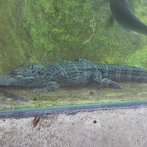 Chinese Alligator