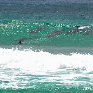 Dolphins surfing
