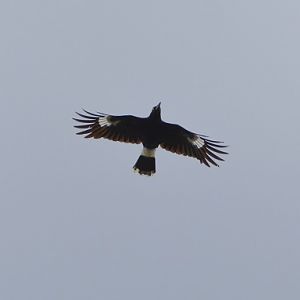 Pied currawong