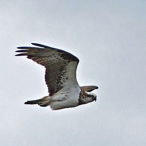 Osprey
