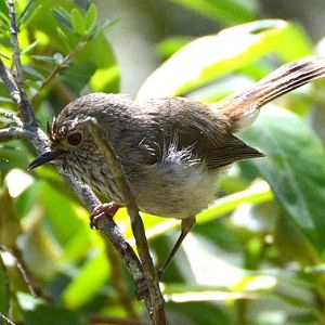 Brown Thornbill