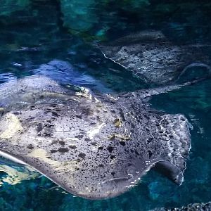 Black Blotched Fantail Ray