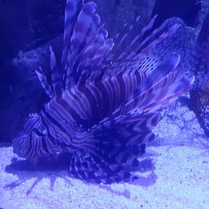 Red Lionfish