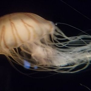 Red Striped Sea Nettle