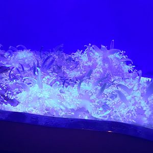 Upside Down Jellyfish