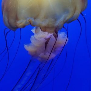 Pacific Sea Nettle