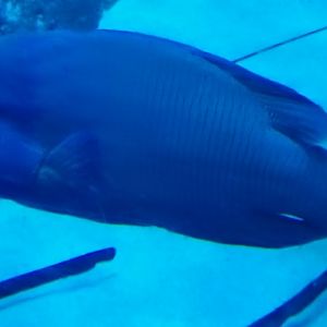 Napoleon Wrasse