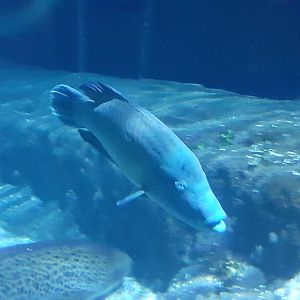 Humphead Wrasse