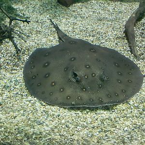 Ocellate River Stingray