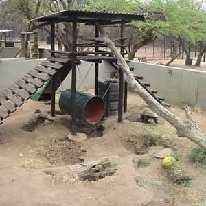 Honey Badger Enclosure