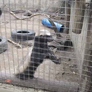 Moholoholo Honey Badger