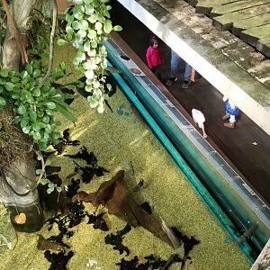 First pool from above, Amazonia