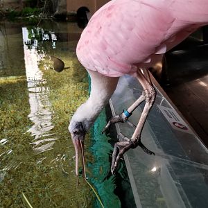 Roseate Spoonbill, Amazonia