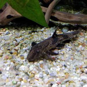 Marbled Whiptail Catfish, Amazonia
