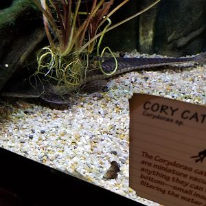 Whiptail Catfish?, Amazonia