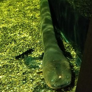 Electric Eel, Amazonia