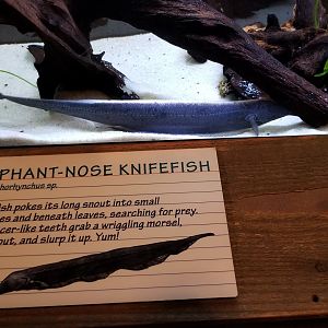 Elephant-nose Knifefish, Amazonia