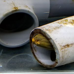 Black Ghost Knifefish, Amazonia