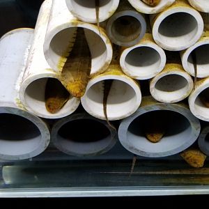 Bluntnose Knifefish, Amazonia