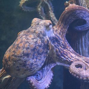 Common Octopus