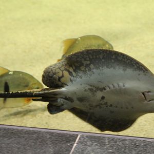 Smooth-Backed River Stingray