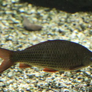 Hard-Lipped Barb