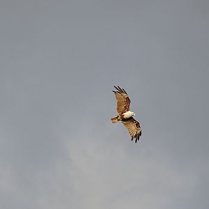Brahminy kite