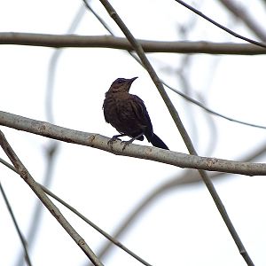 Indian robin (female)