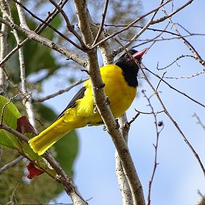 Black-hooded oriole.