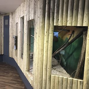 Northern Tree Shrew exhibit 241118