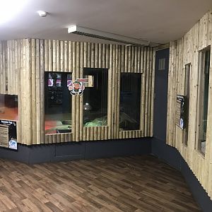 Argentine tegu exhibit 241118