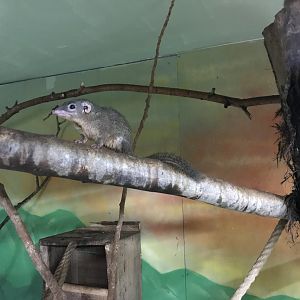 Northern tree shrew 241118