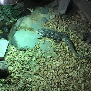 Argentine tegu 241118